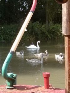 swans, cosgrove, marina,grand union, canal, narrowboat