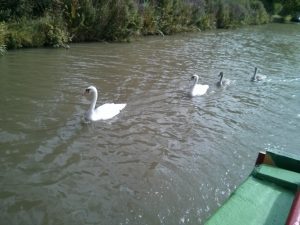 swans, grand union, narrowboat, summer