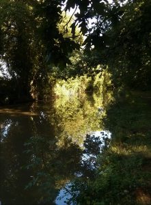 woods, oak, oxford canal 