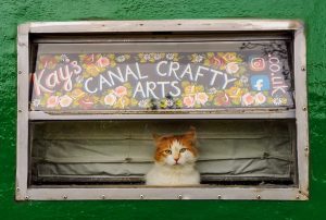cat looking out of a narrowboat window