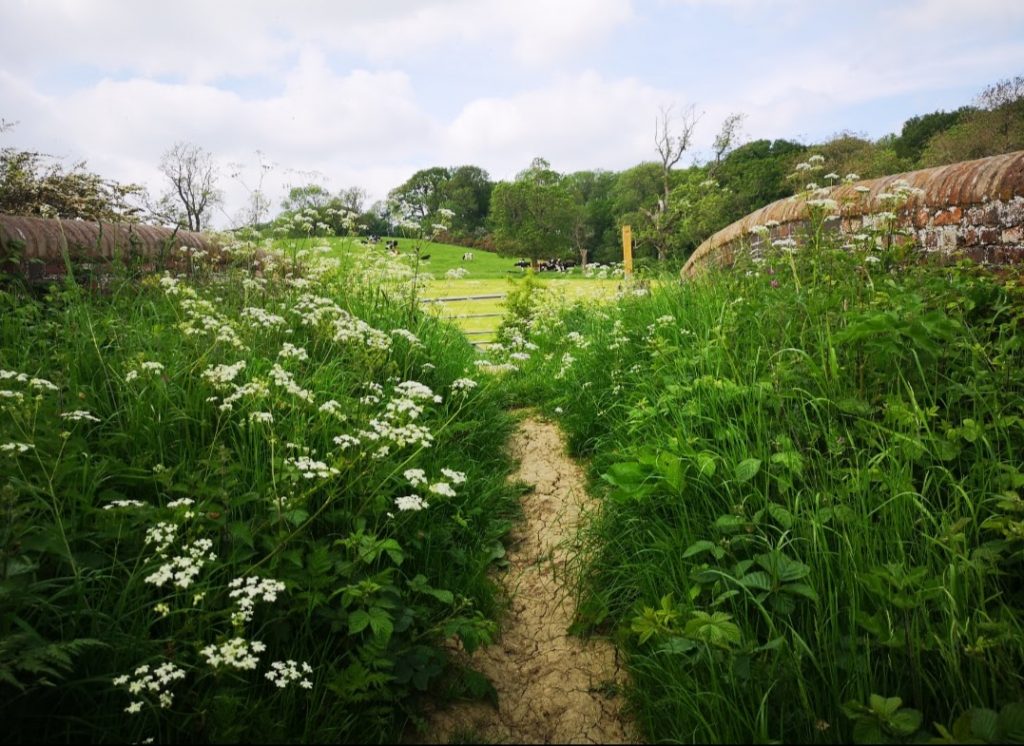 summer flowers over the bridge 